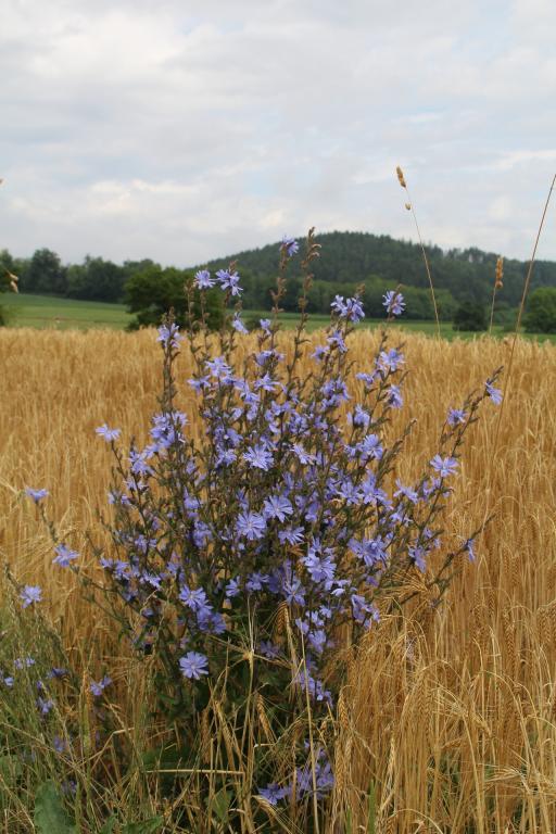 Mag. Heidemarie Begusch-Ruhdorfer