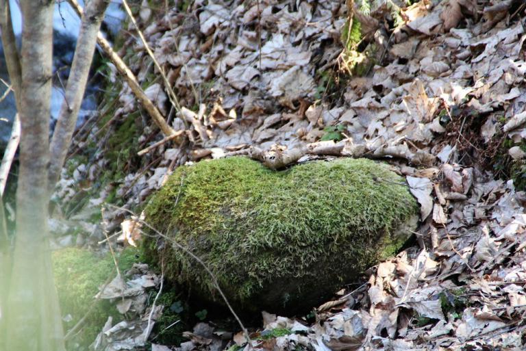 Leben im Fluss